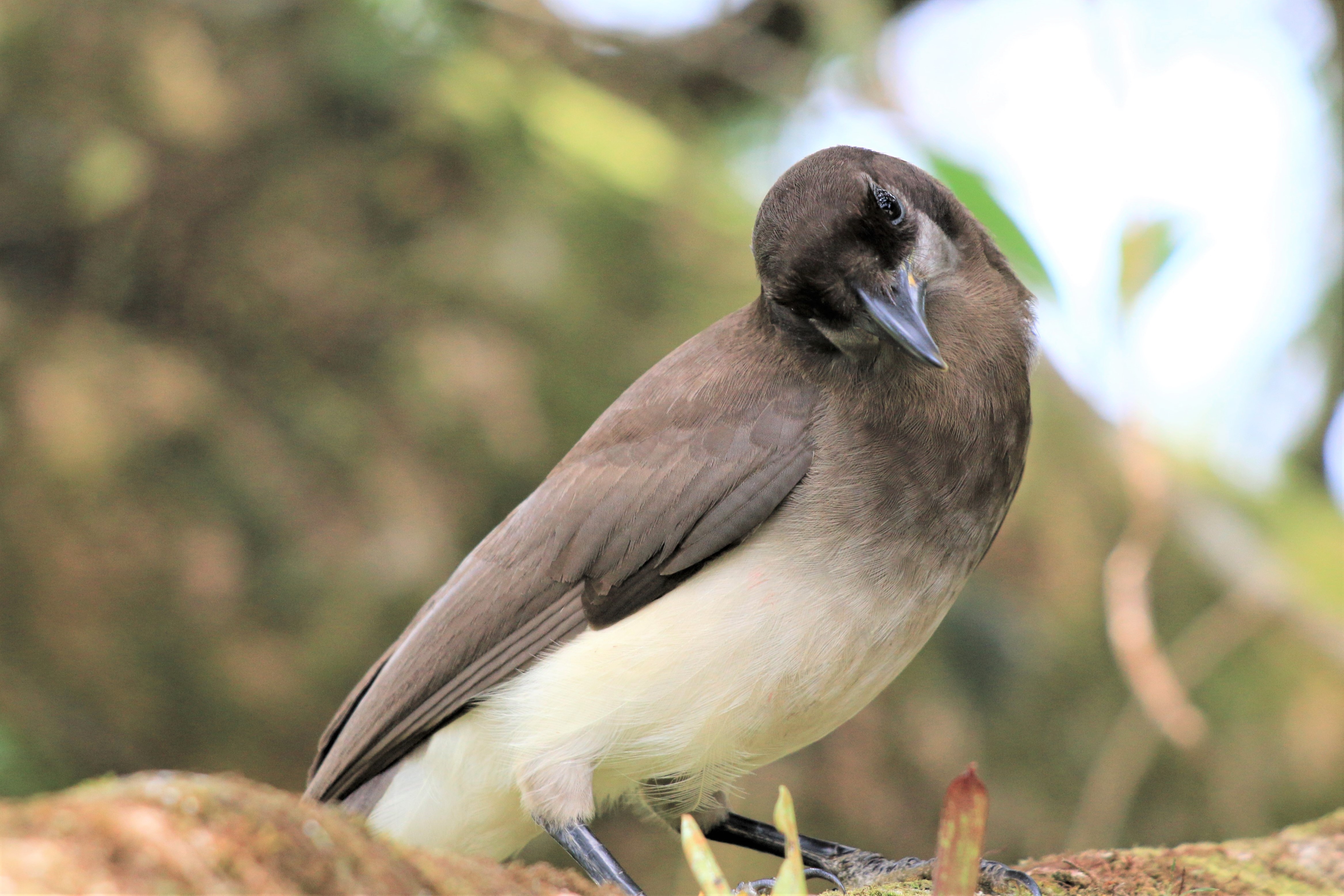 Costa Rica